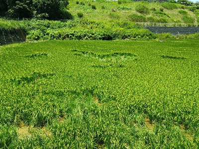 猪による水田被害の様子／福岡県田川市猪位金