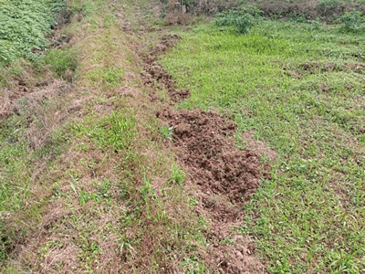 猪が水田近くを掘った様子／佐賀県伊万里市