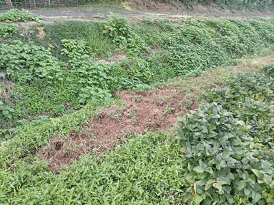 猪が大豆畑を荒らした様子／佐賀県伊万里市