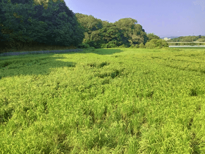 猪による水田被害の様子／福岡県田川郡副t町