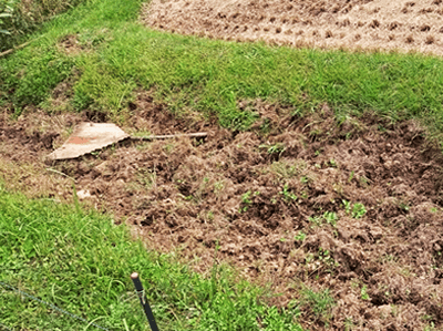 猪が水田周りを掘った様子／佐賀県伊万里市