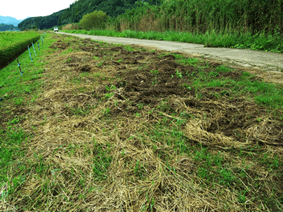 猪が水田近くを荒らした様子／佐賀県伊万里市